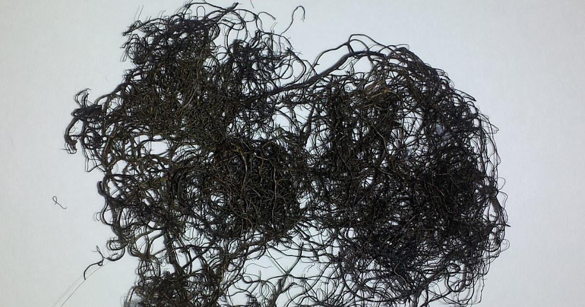 Bigfoot - A Zoologist's Perspective: IS THIS BIGFOOT HAIR?