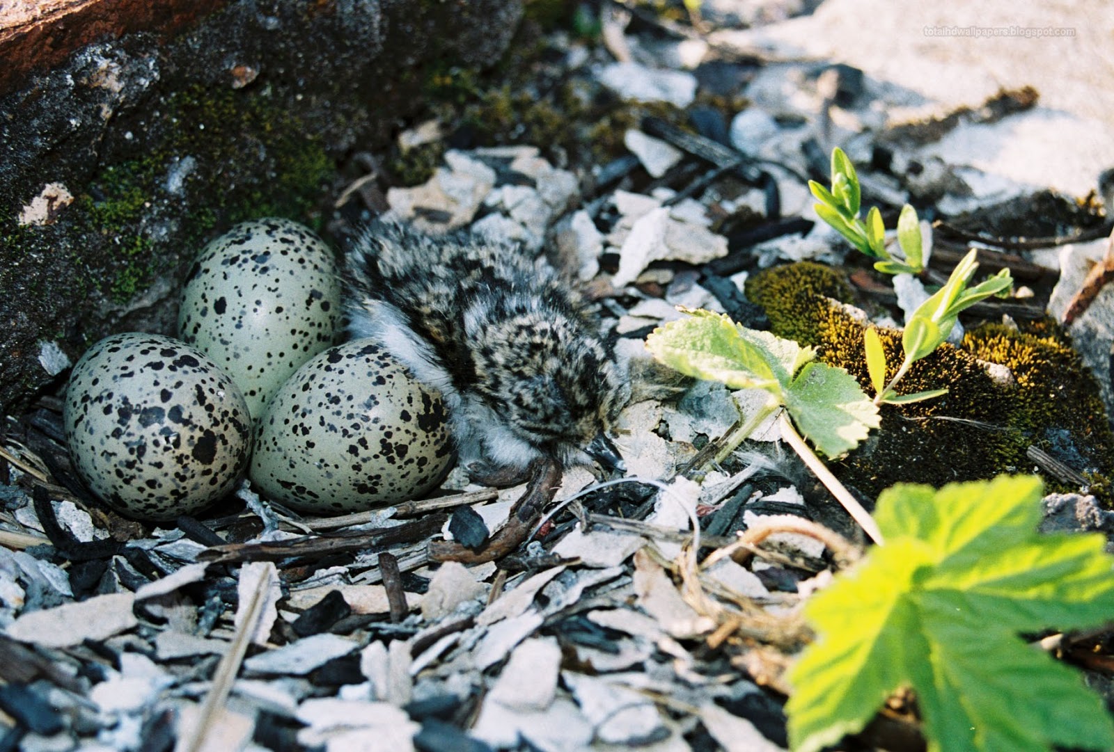 Bird egg in Eggshell Wallpapers hd - Free Wallpaper