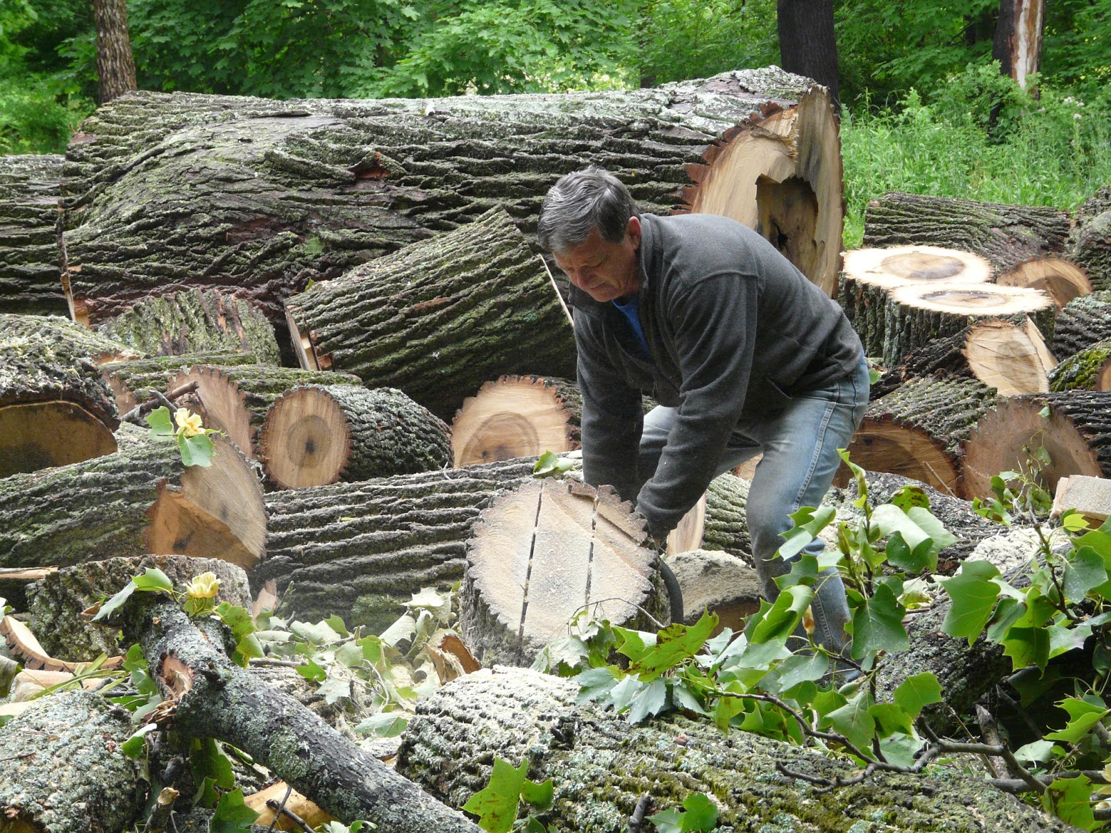 Timberturner + Bowlwood Woodturning The Tulip Tree