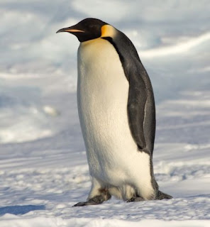 Pinguin emperor