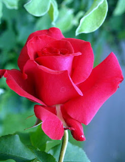 Rosas rojas - Imágenes - rosas rojas y follaje