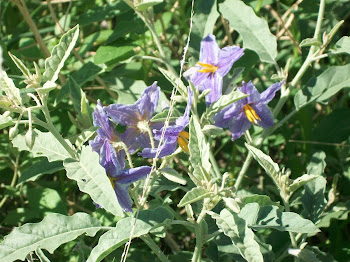 Purple beauties