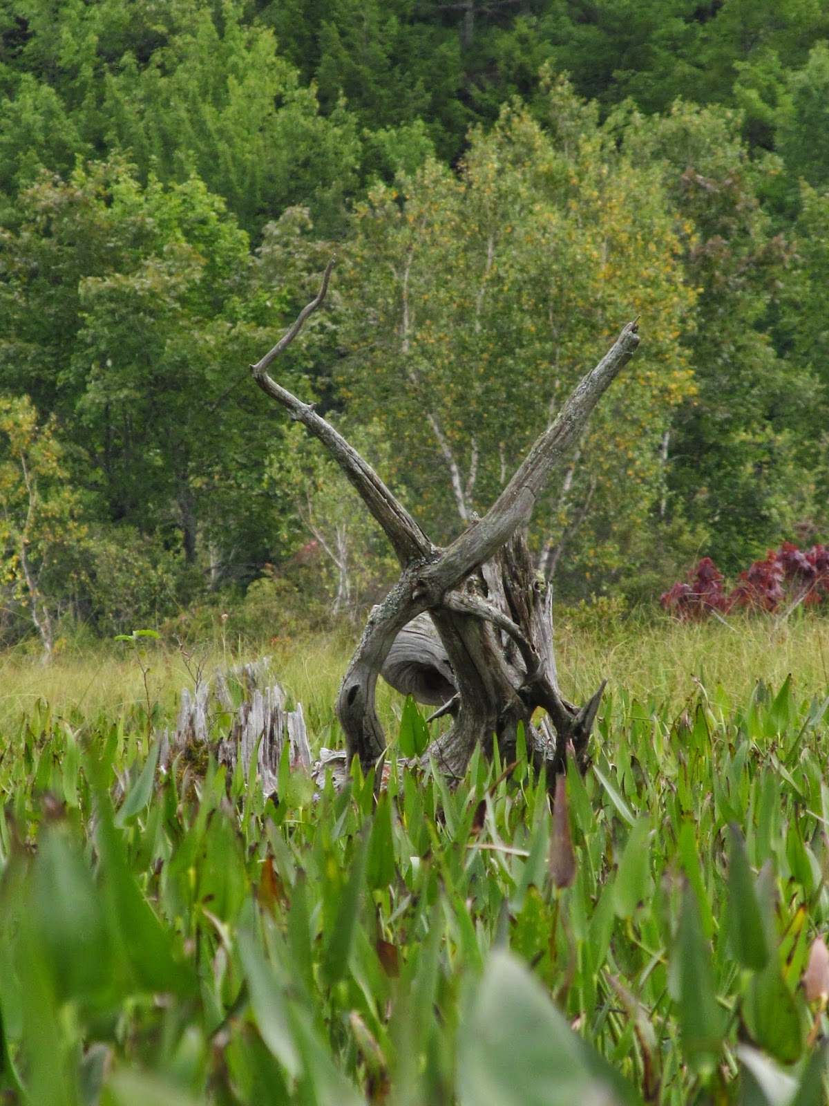 Recreational Kayaking in Maine Lake Arrowhead Limerick/Waterboro, ME