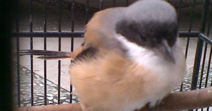 Bolehkan Burung Mabung di Mandikan? Gembala News