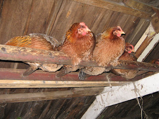 hens in the rafters