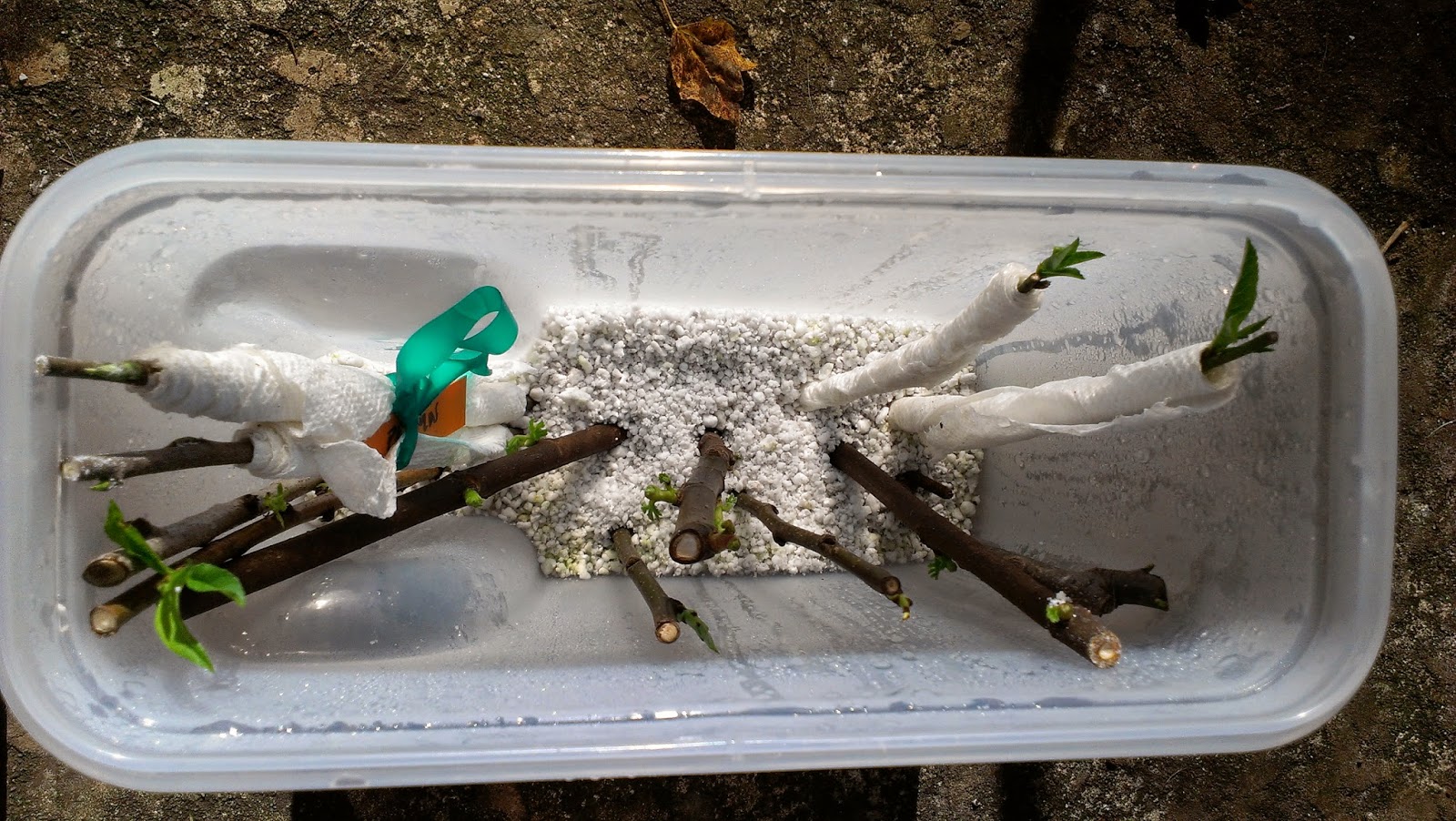 Perimeter Permaculture Propagation