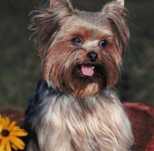 Best Dry Dog Food For Chow Chows Best Dry Dog Food For Chow Chows