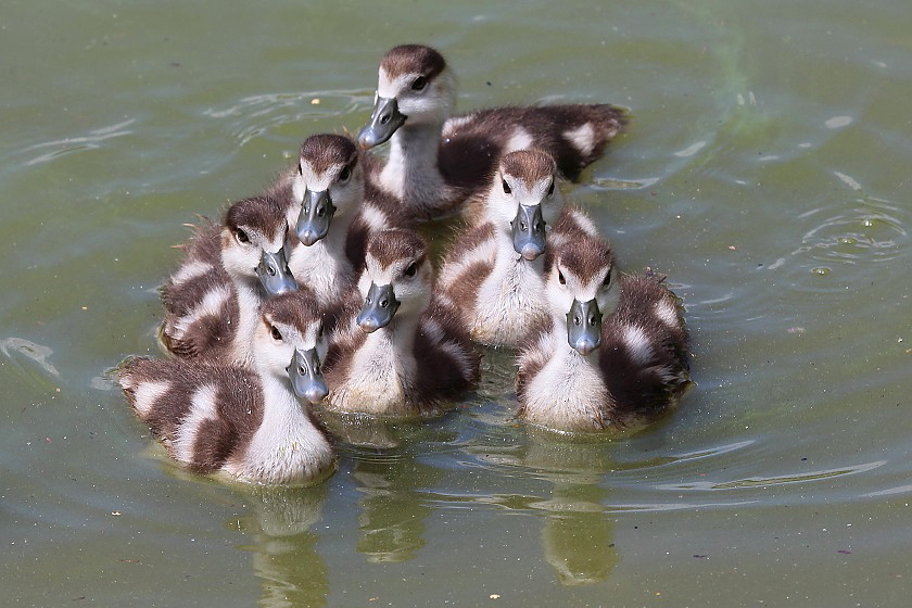 Tierfotos - Gänse - Nilgans-Gössel - Gänse-Küken