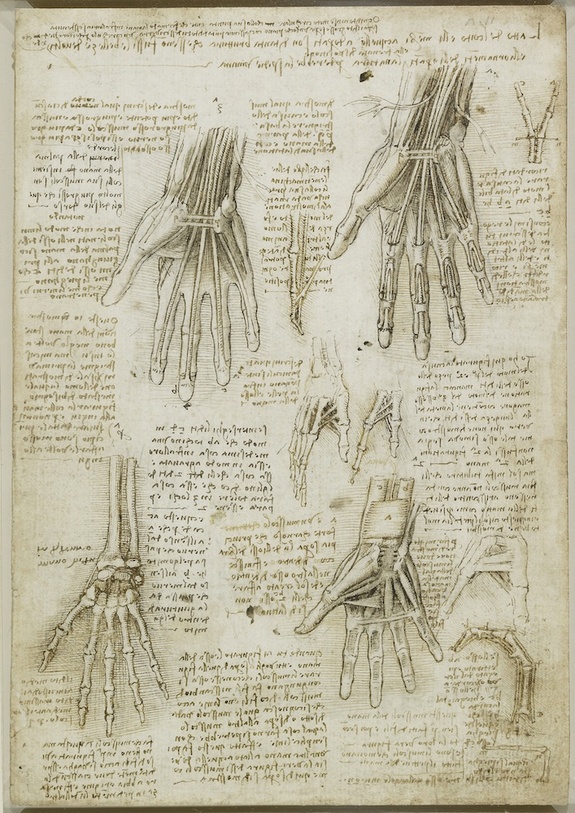 'Leonardo da Vinci: Anatomist' at the Royal Gallery, Buckingham Palace