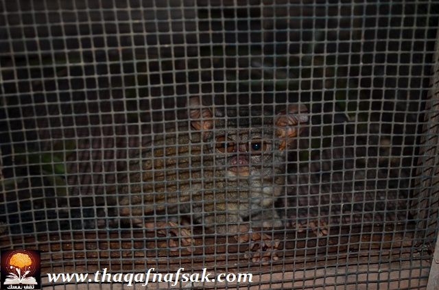 نقره لتكبير أو تصغير الصورة ونقرتين لعرض الصورة في صفحة مستقلة بحجمها الطبيعي