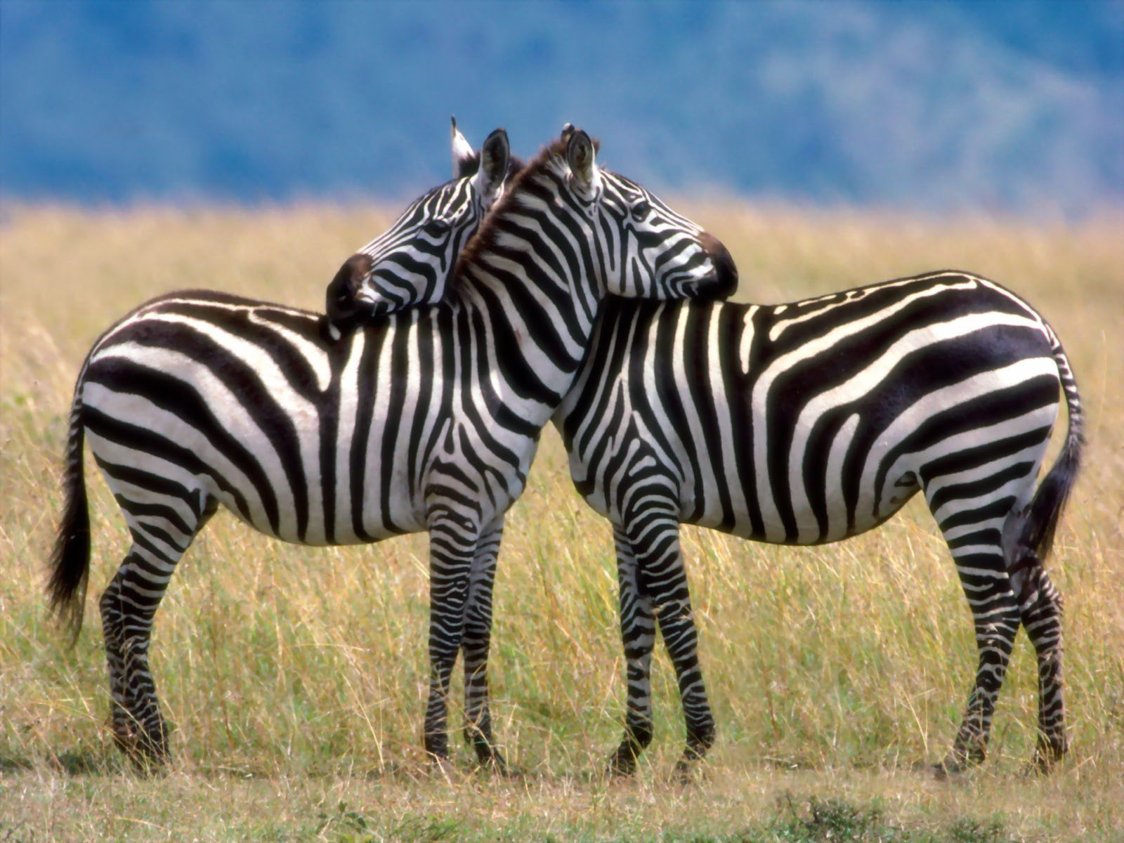 Nature and animals of Africa Nature and animals of Africa