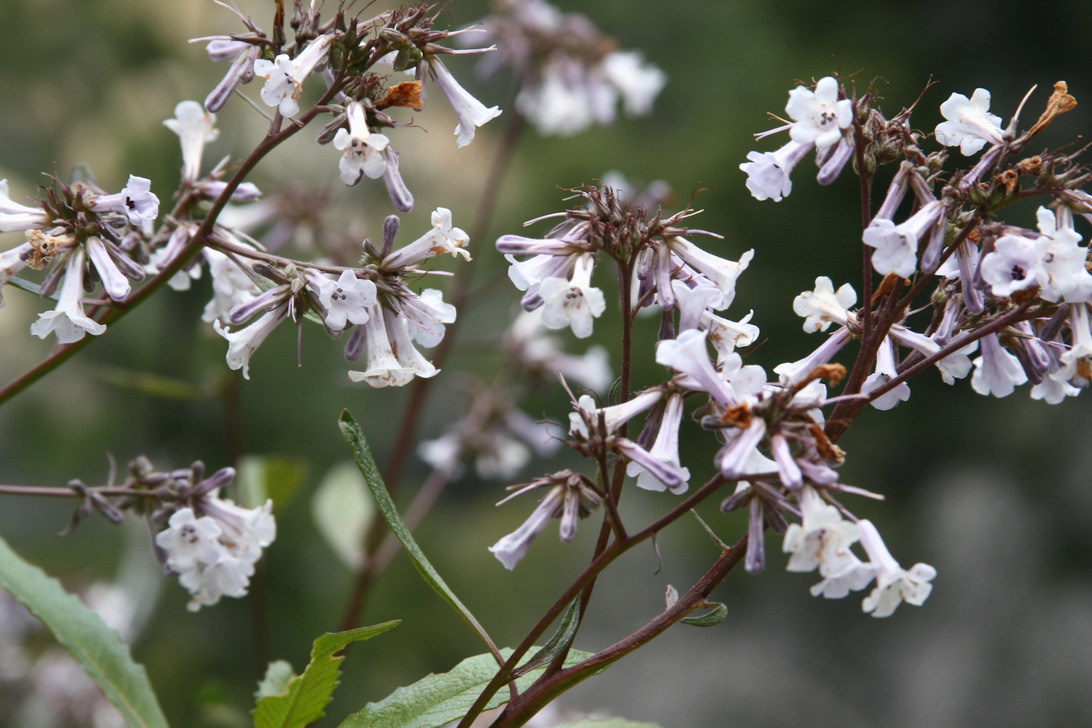 Healing Homeopathy Yerba Santa