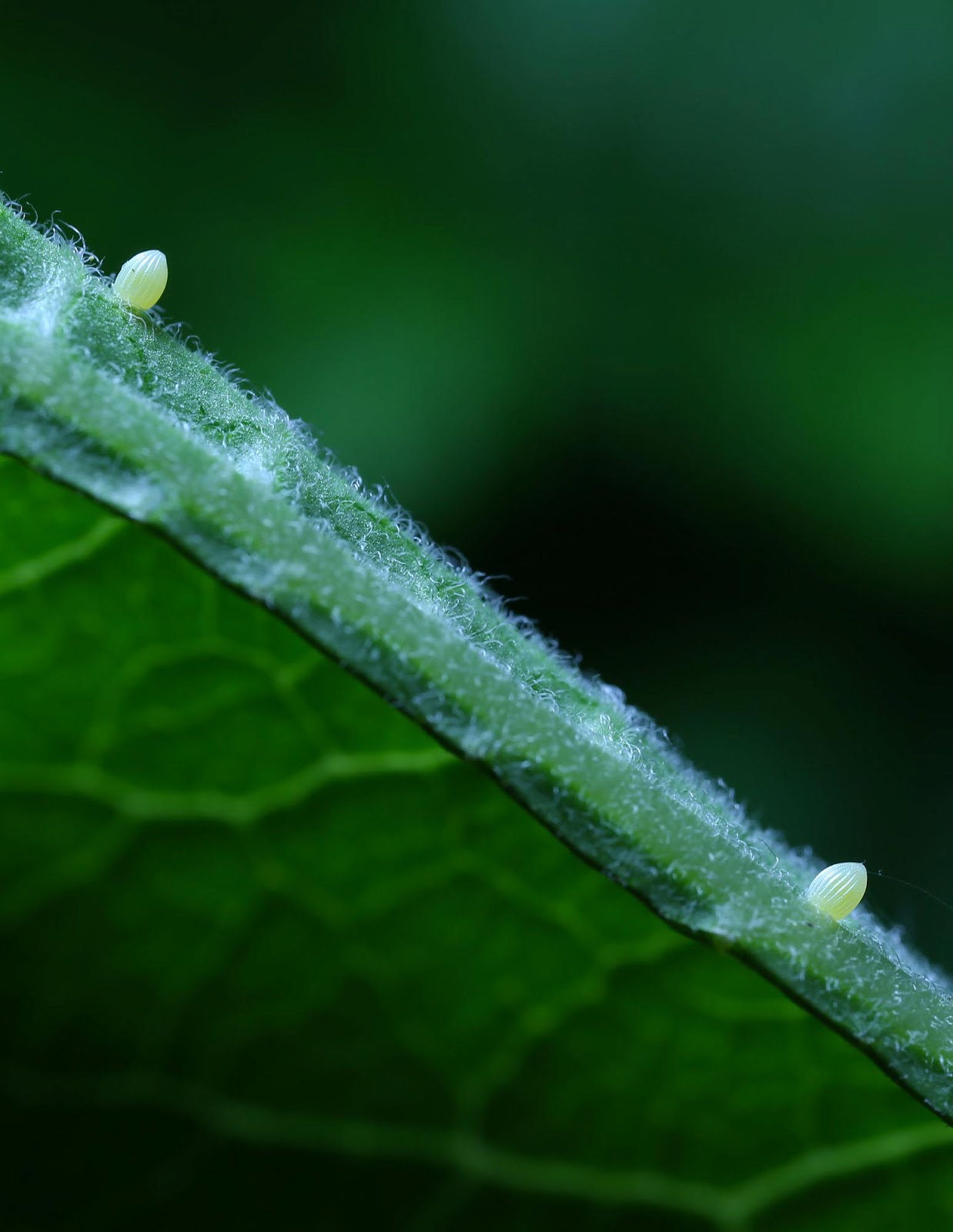 All of Nature Monarch Butterfly Eggs