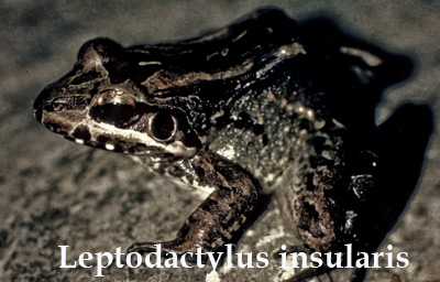 Essay writing kenny pau hunting snake essay picture