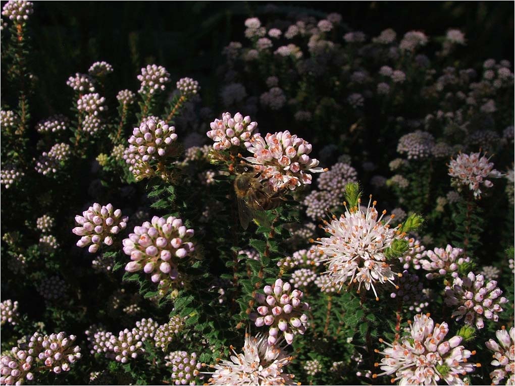 Meadowridge Common Waterwise indigenous gardening on the