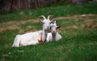 goats-animal-wallpaper-3d-for-free