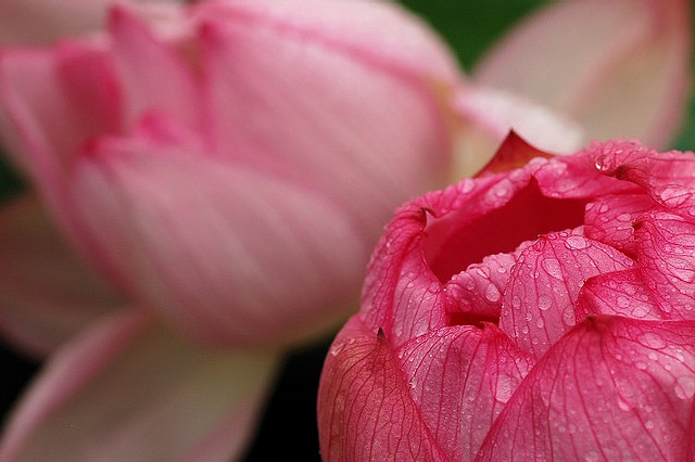 beautiful lotus flower beautiful lotus flower
