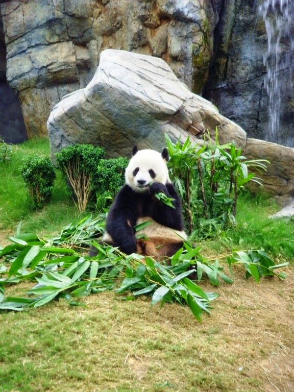 panda hong kong