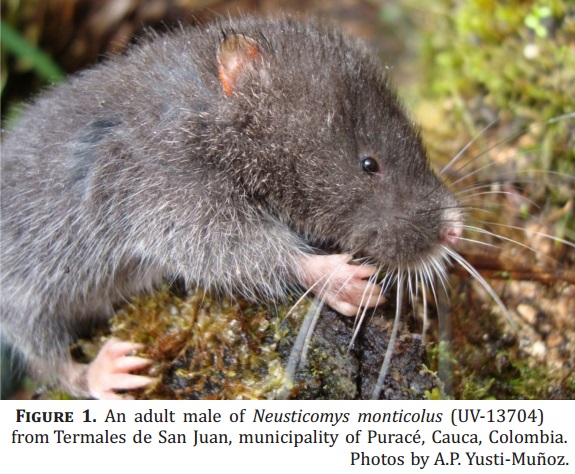Neusticomys_monticolus-Colombia1.jpg