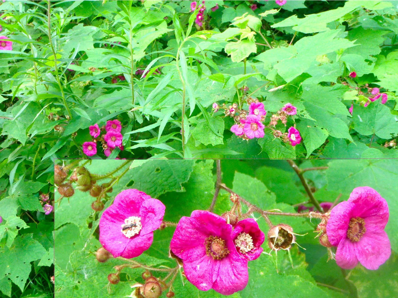 Berkshire Hiker Flowering Raspberries at Beartown