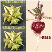 tribulus dan maca Obat Kuat Seks Tradisional