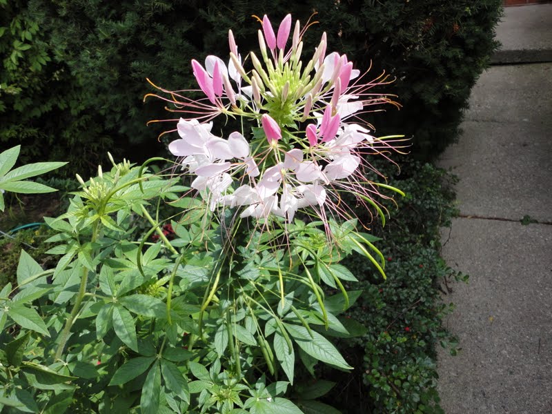 SUE'S ESCAPE FROM CANCERLAND September 2011