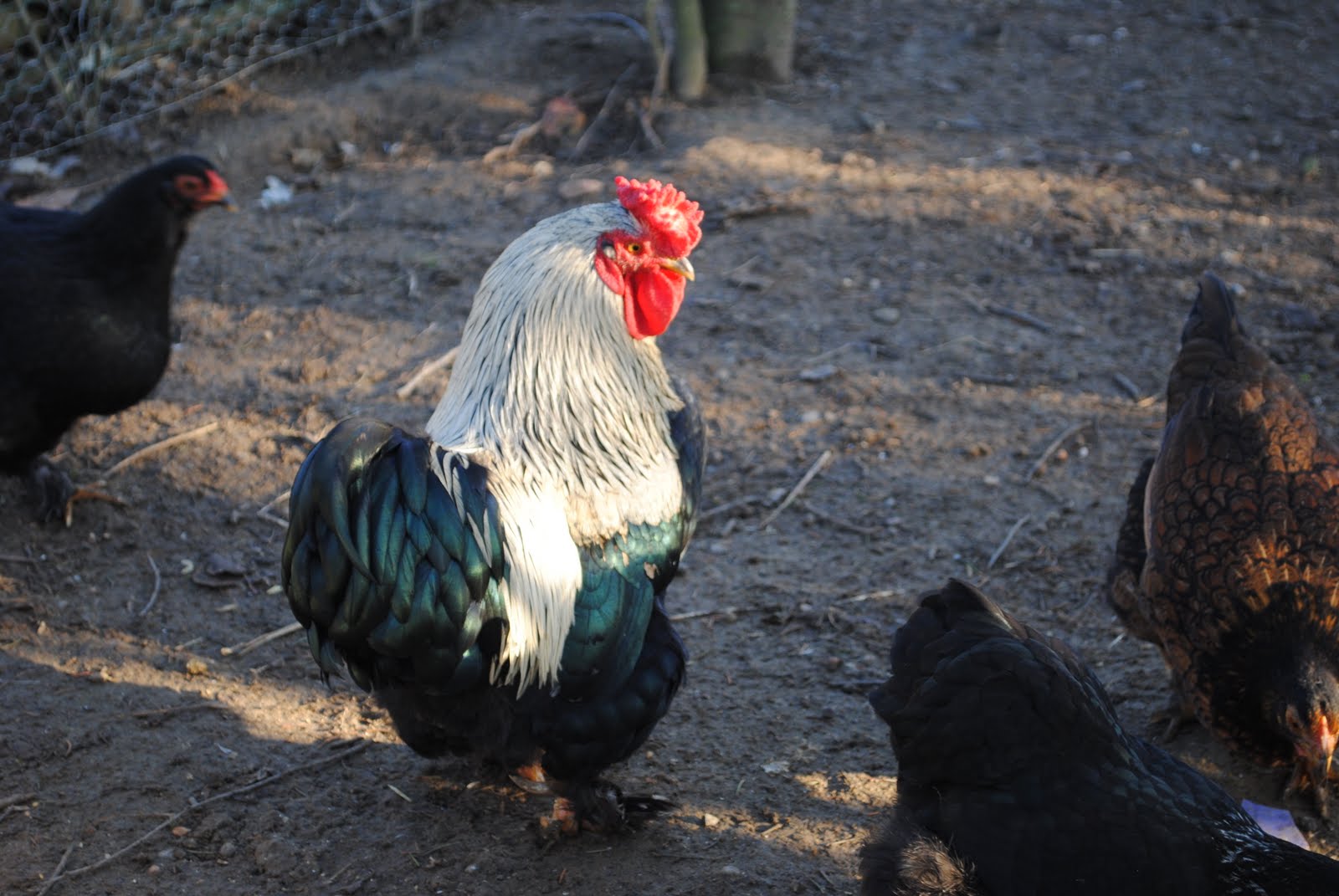 Fancy French chickens....