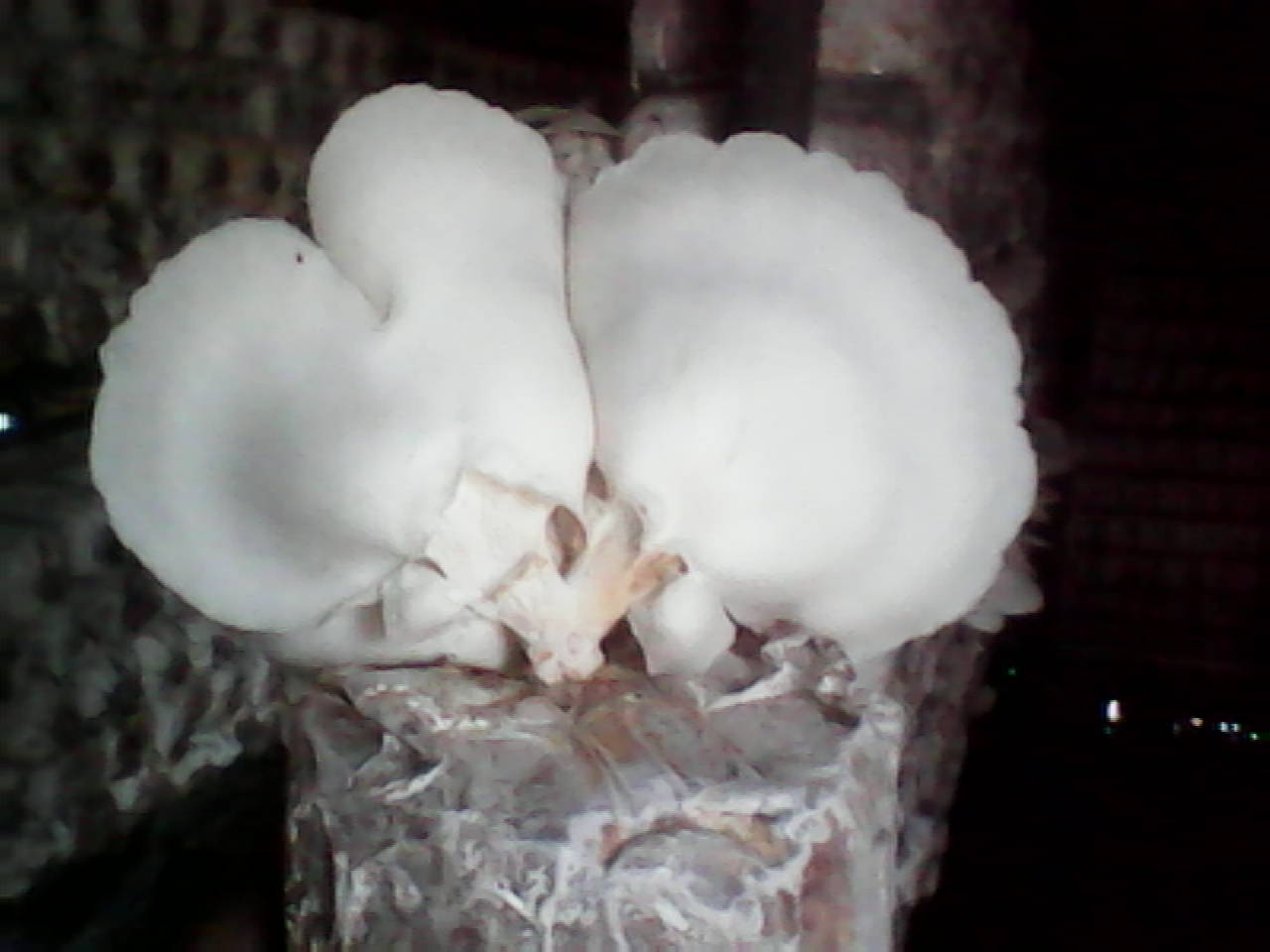 Cara Budidaya Jamur Tiram Putih