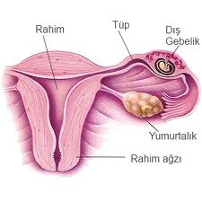 nasil yapicam blogger