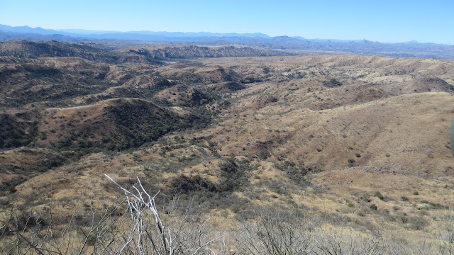 Coues%2Bdeer%2BHunting%2Bin%2BSonora%2BMexico%2Bwith%2BColburn%2Band%2BScott%2BOutfitters%2BJoe%2BHarris%2BBuck%2B7.JPG