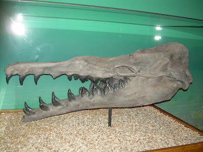 Basilosaurus skull
