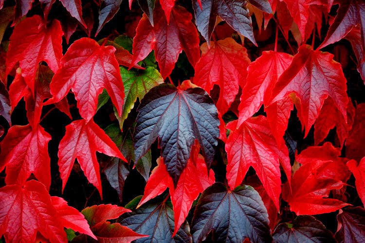 Then sight of a red leaf makes me smile....