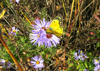 Clouded Sulphur, Colias philodice, Saturday, October 25, 2014, 12:56:48 PM