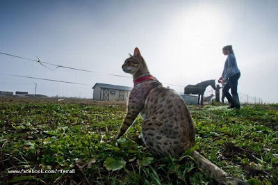 The world's longest cat