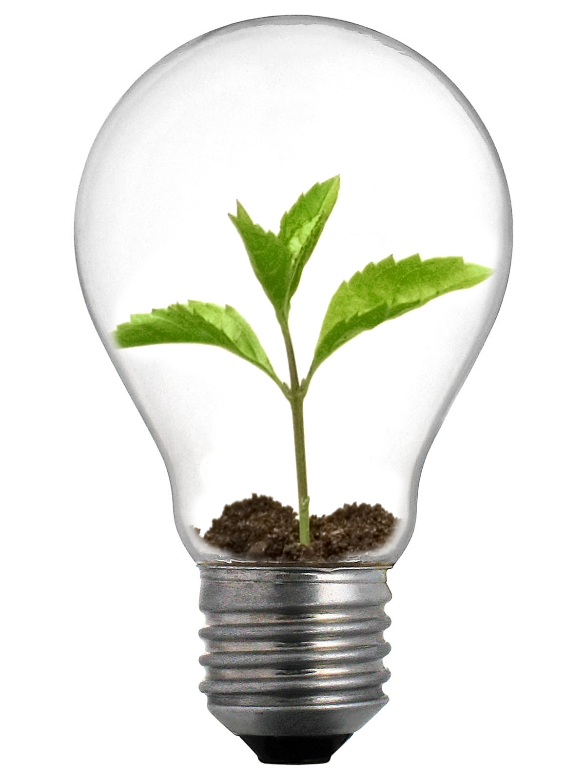 http://2.bp.blogspot.com/-RiPBhUhoT0I/Ta37vCPh-CI/AAAAAAAAAEQ/EpGdy8BIvqA/s1600/Sprout_Lightbulb.jpg