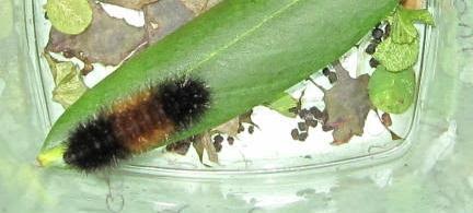 download brown wooly worm download brown wooly worm