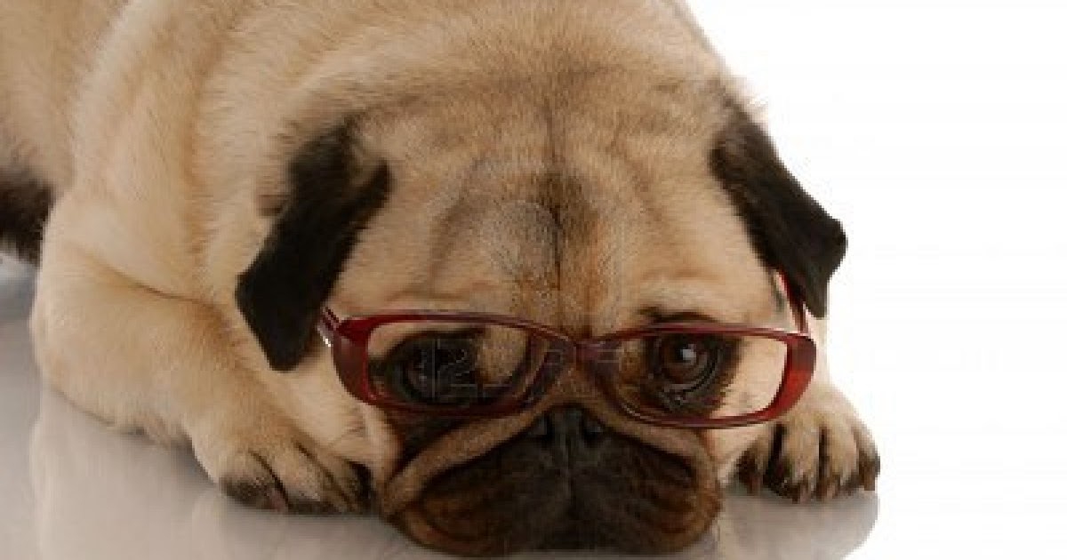 pugs definition pug hd wallpapers high definition free background pugs definition pug hd wallpapers high definition free background