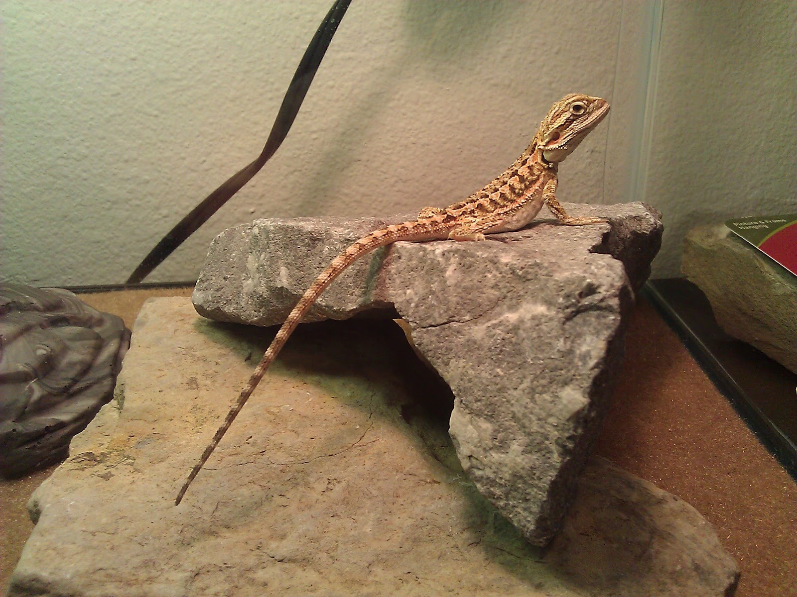Bearded-dragon-on-rock.jpeg Bearded-dragon-on-rock.jpeg