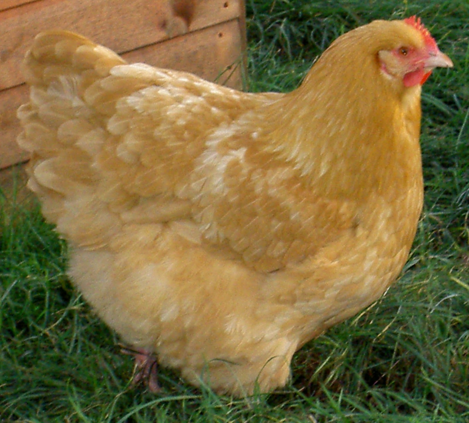 Judi's NH Chicken Quest Buff Orpington