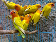 Love Bird Kuning