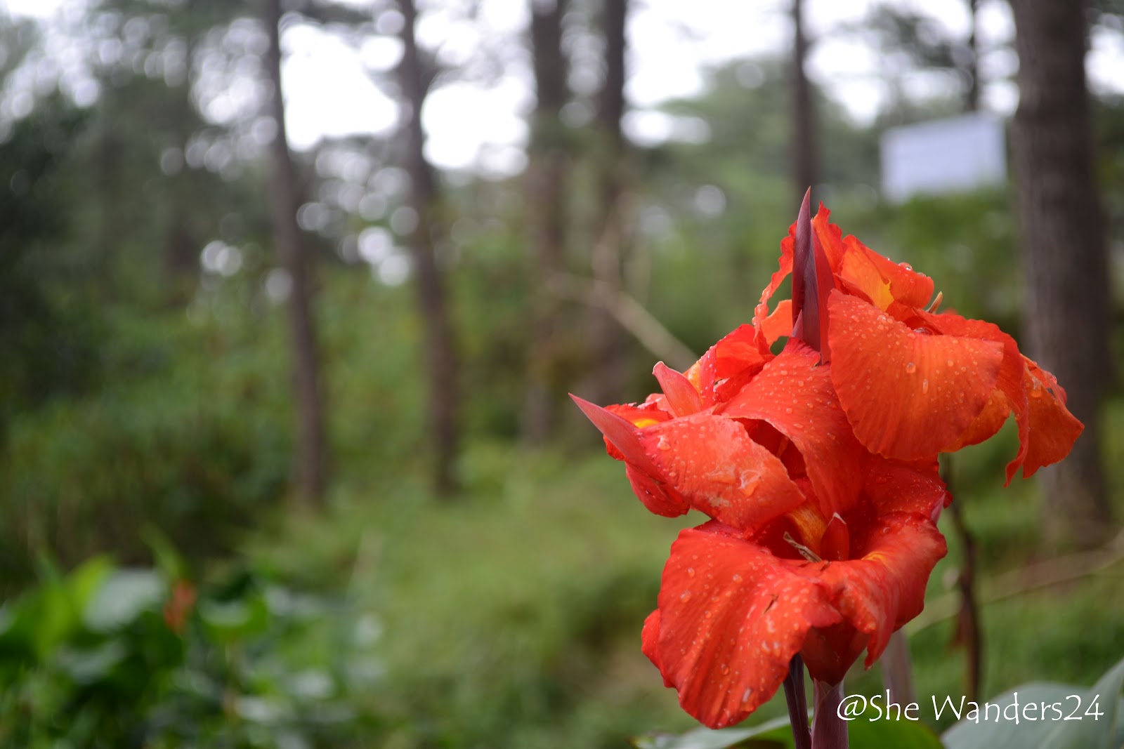 Baguio Botanical Garden She Wanders24