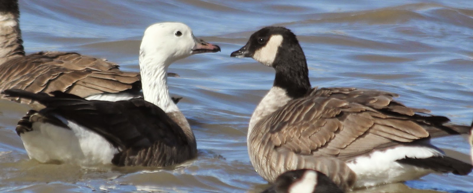 Bird Hybrids Snow Goose x Cackling Goose