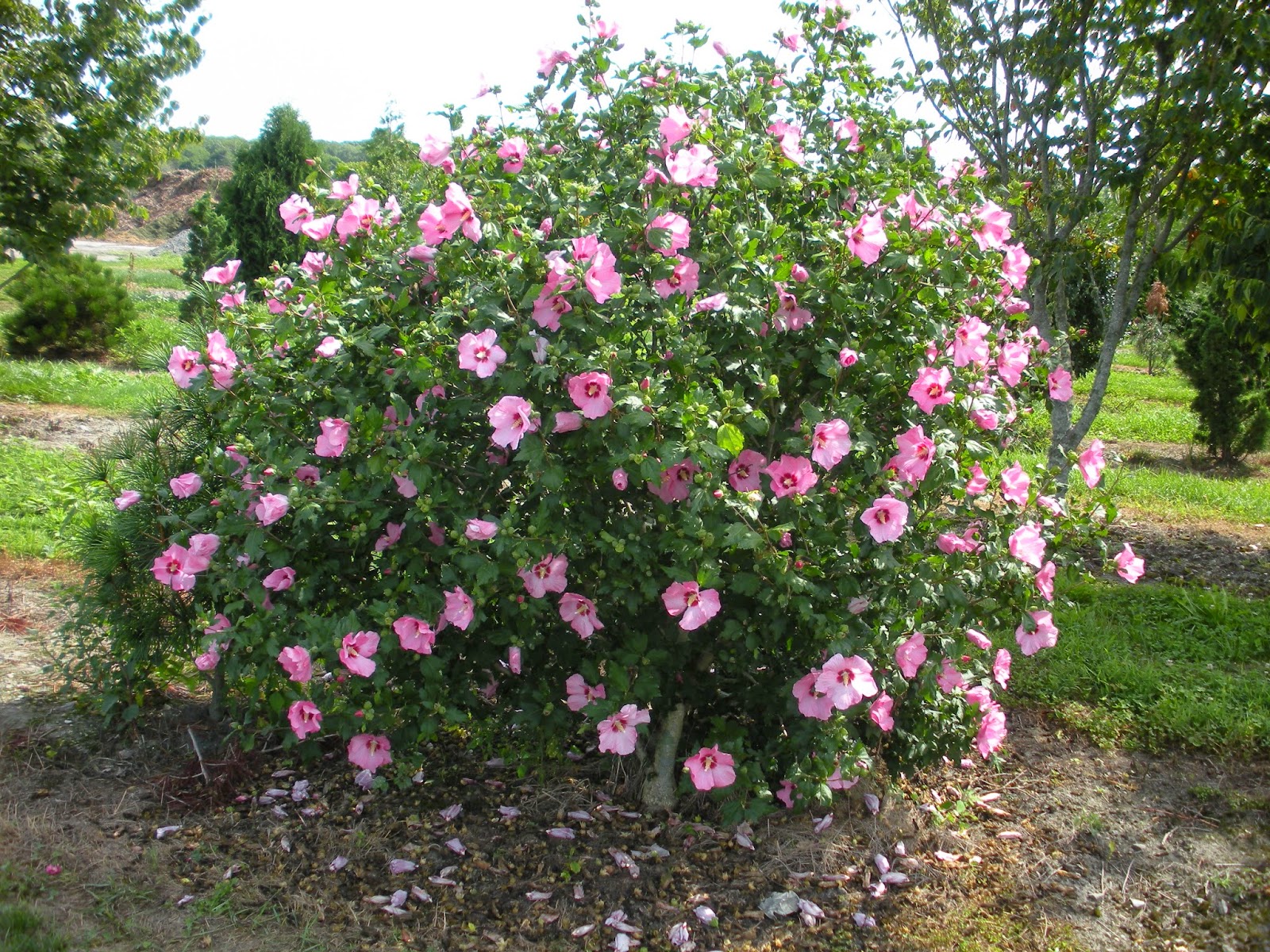 Image Result For Rosa Igual Colorado Image Result For Rosa Igual Colorado