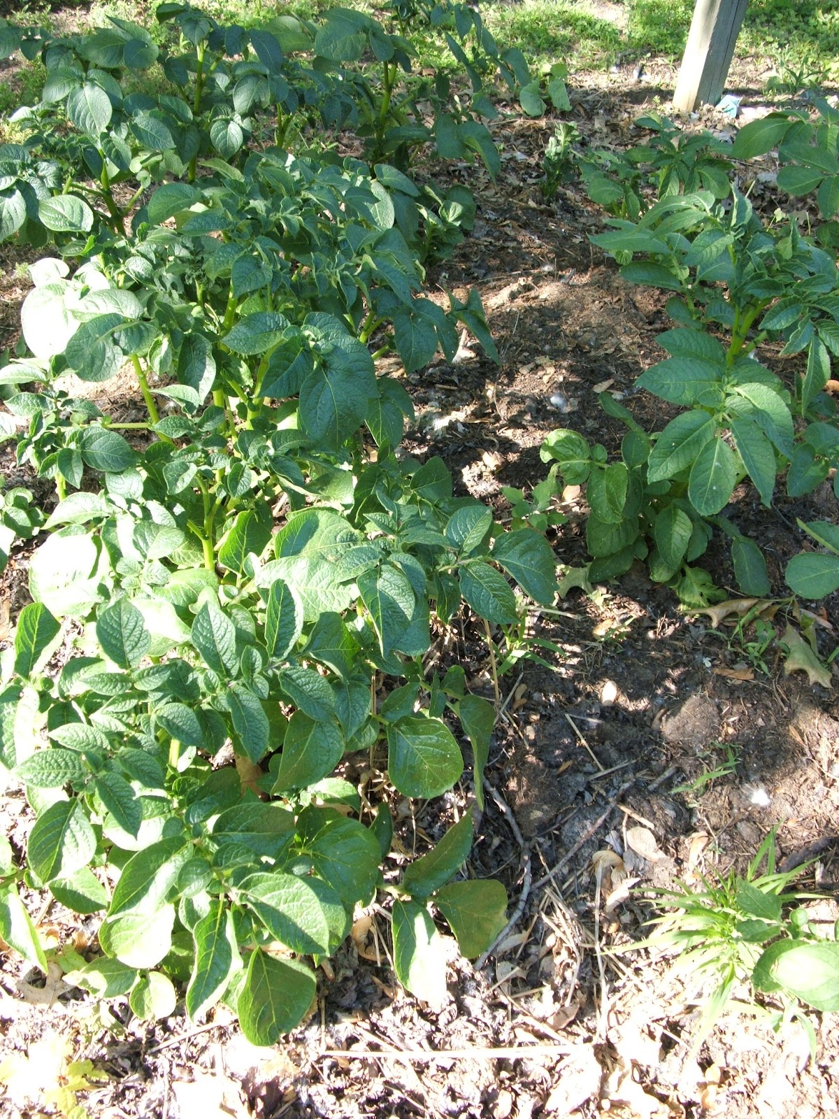God's Growing Garden Planting Potatoes in a Compost Pile??