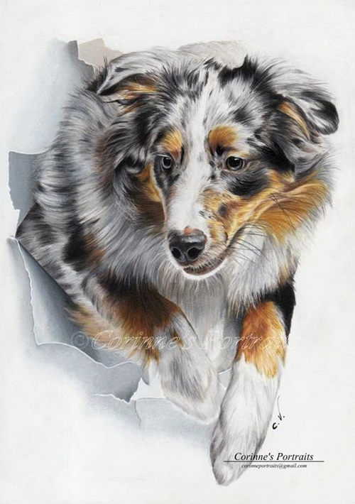 15-Australian-Shepherd-Corinne-Vuillemin-WIP-Color-Drawings-of-Actors-and-Animals-www-designstack-co