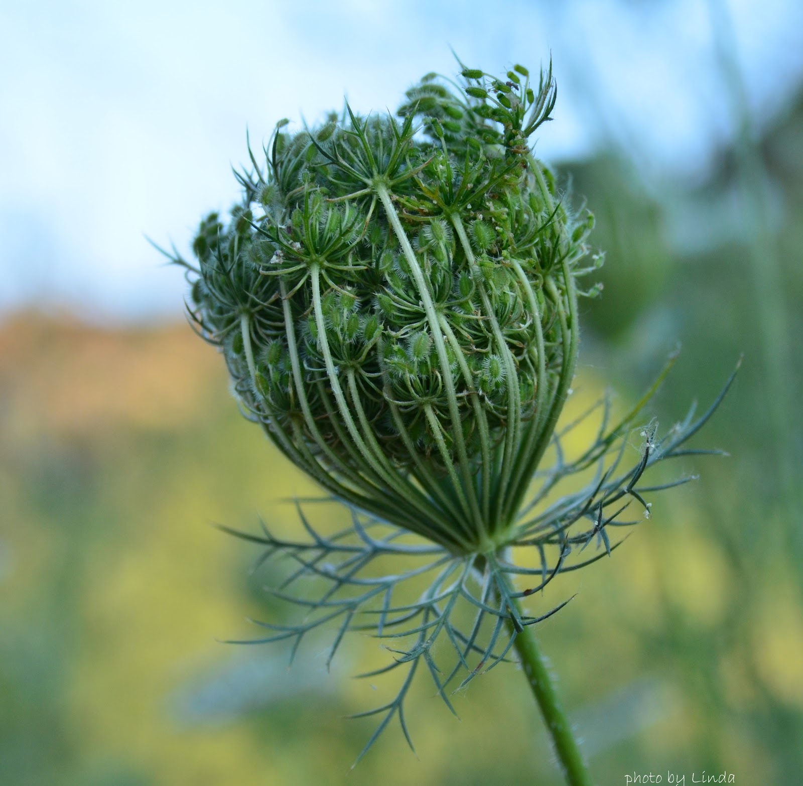 Oregon through my eyes Wild Carrot
