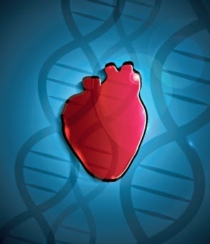 Scientists are testing a gene therapy treatment that could alleviate the need for heart transplants Gene Therapy Heart Transplant SERCA2a Protein Treatment