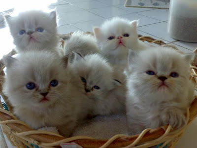 เปอร์เซีย2