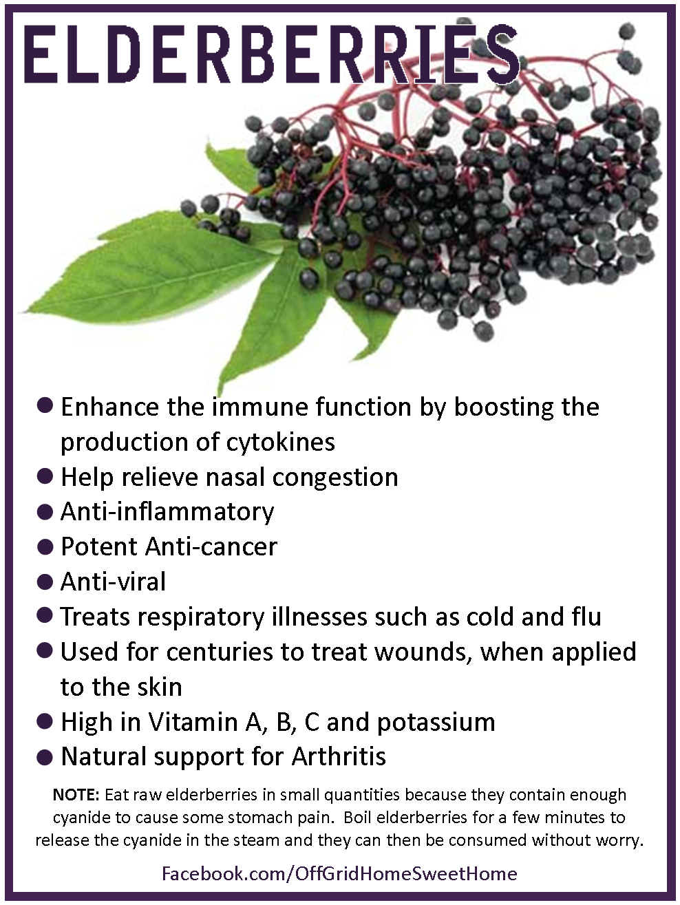 OffGrid Home Sweet Home Immune Boosting Elderberry Syrup...