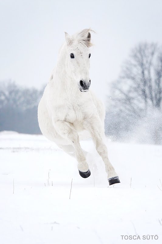 White Wolf Beautiful White Horses ( Mythology Photos)